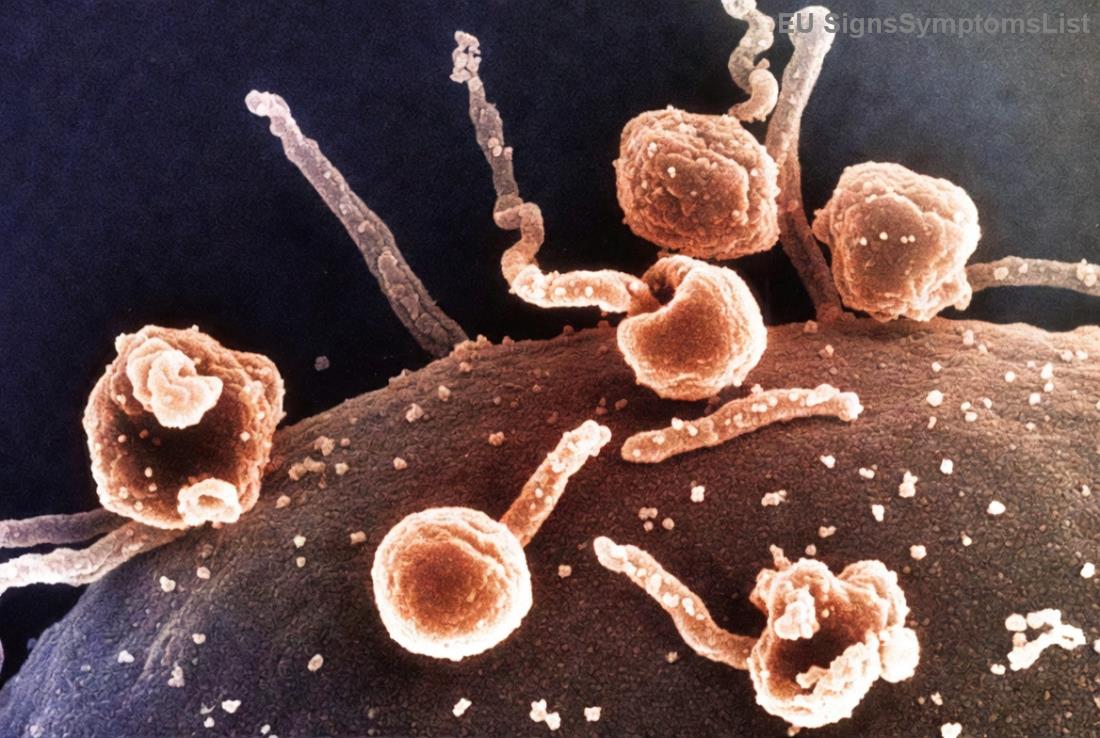 Διατροφή κατά του καρκίνου δέρματος με φρούτα και λαχανικά