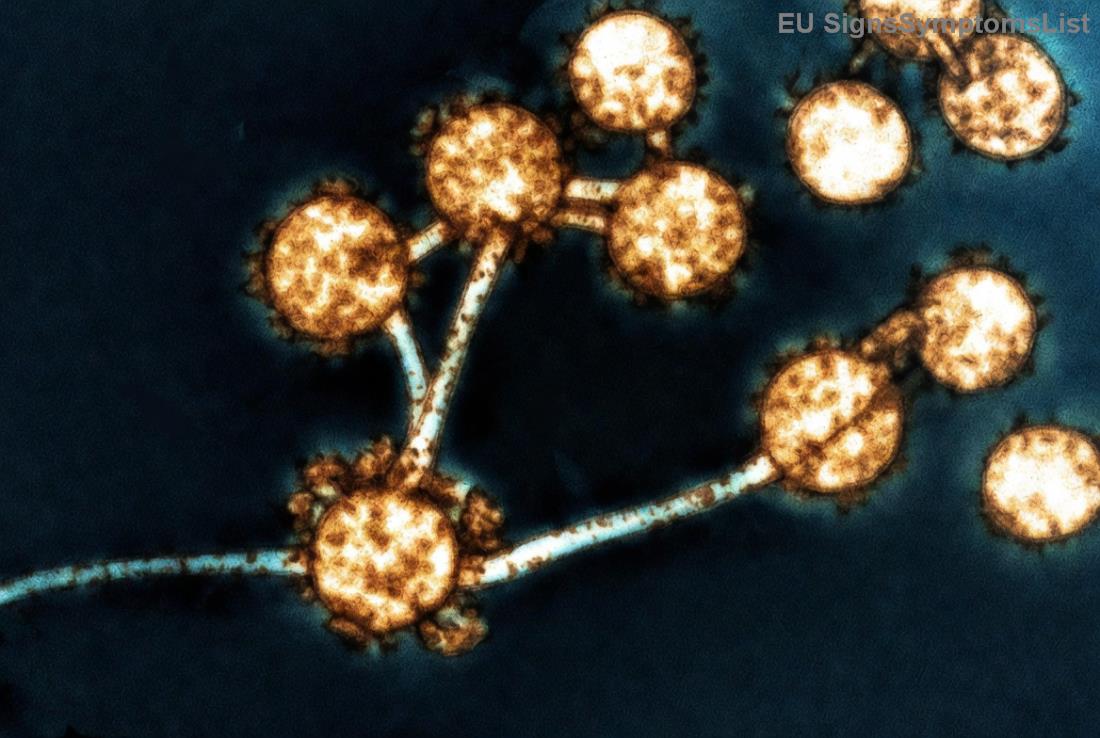 Διατροφή κατά του καρκίνου: Υγιεινά γεύματα